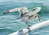 Seagull on Railing